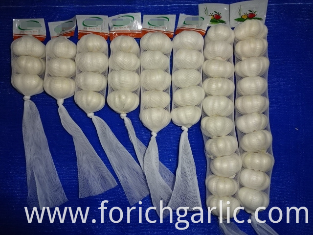 Fresh Pure White Garlic 2019